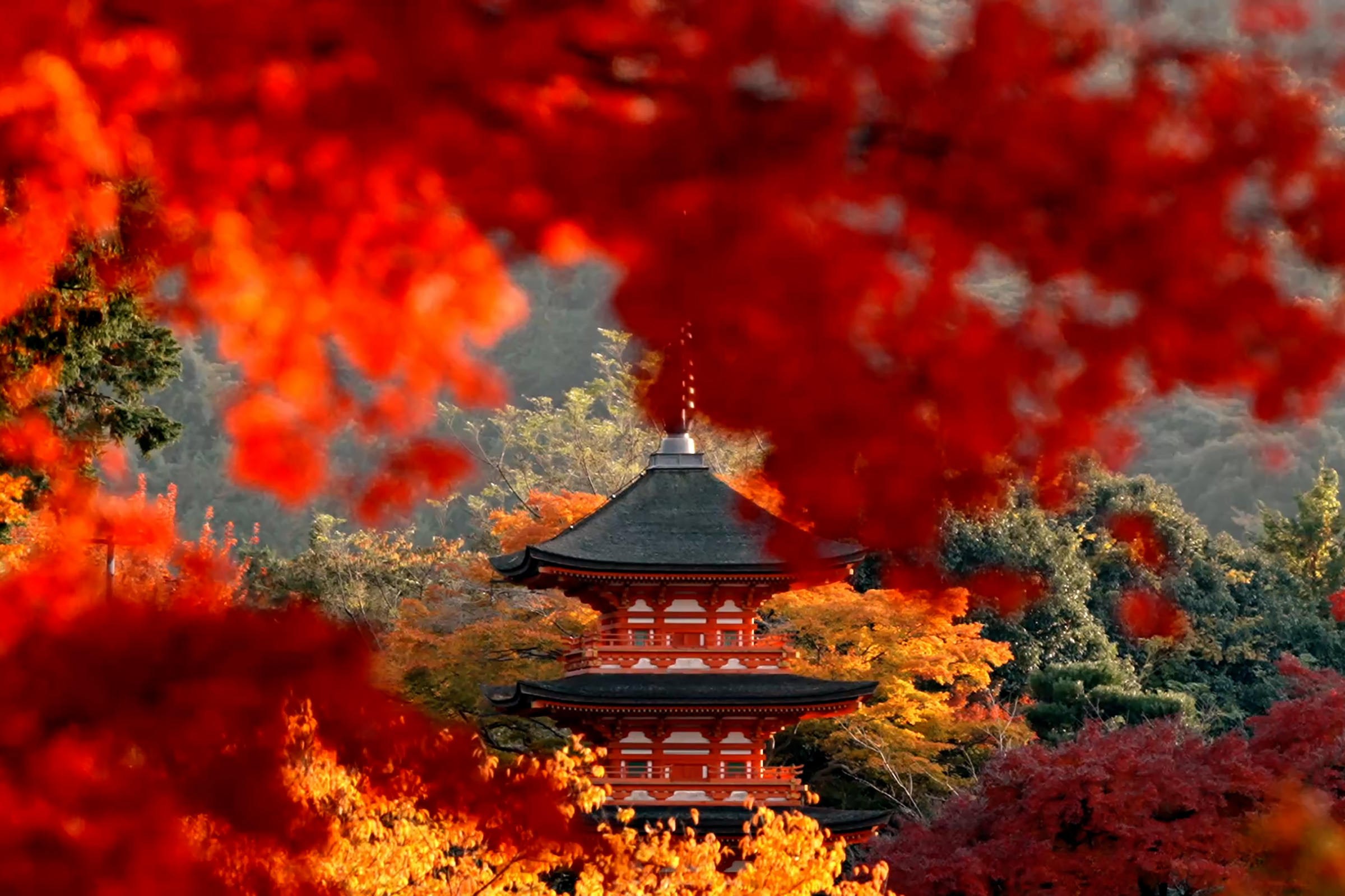 koyo Japão