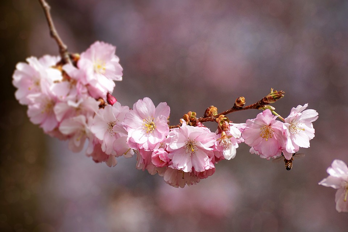 Sakura