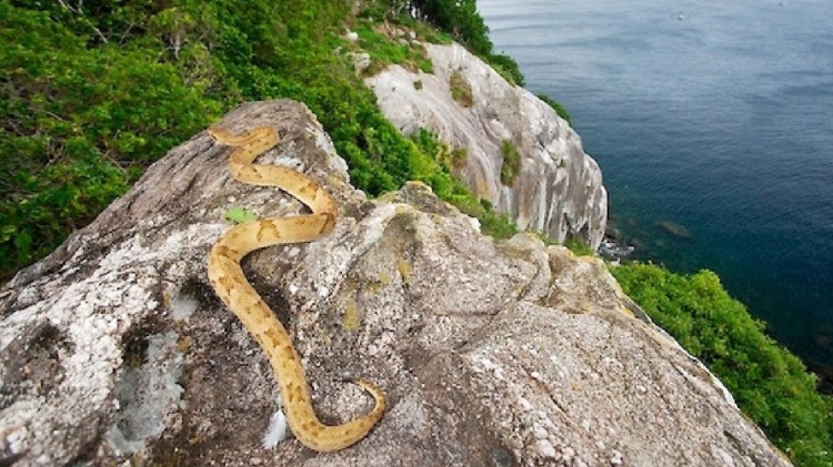 ilha das cobras rio de janeiro