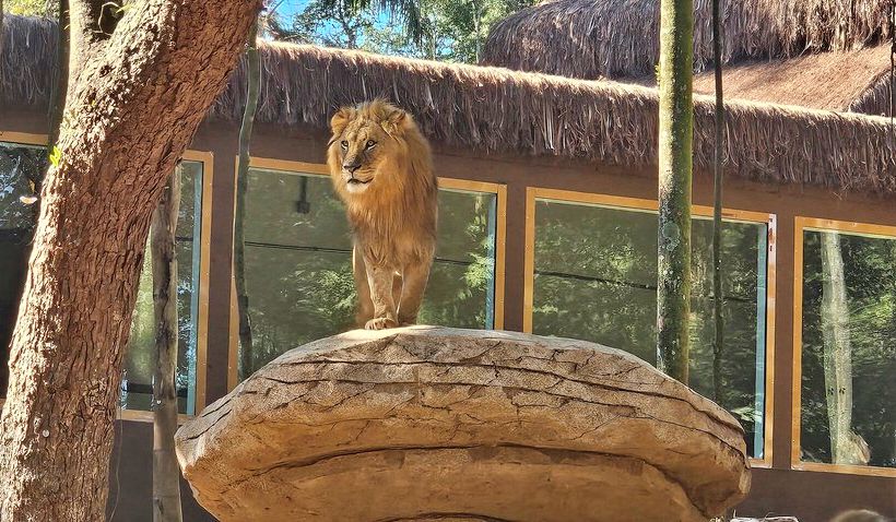 significado do nome Simba