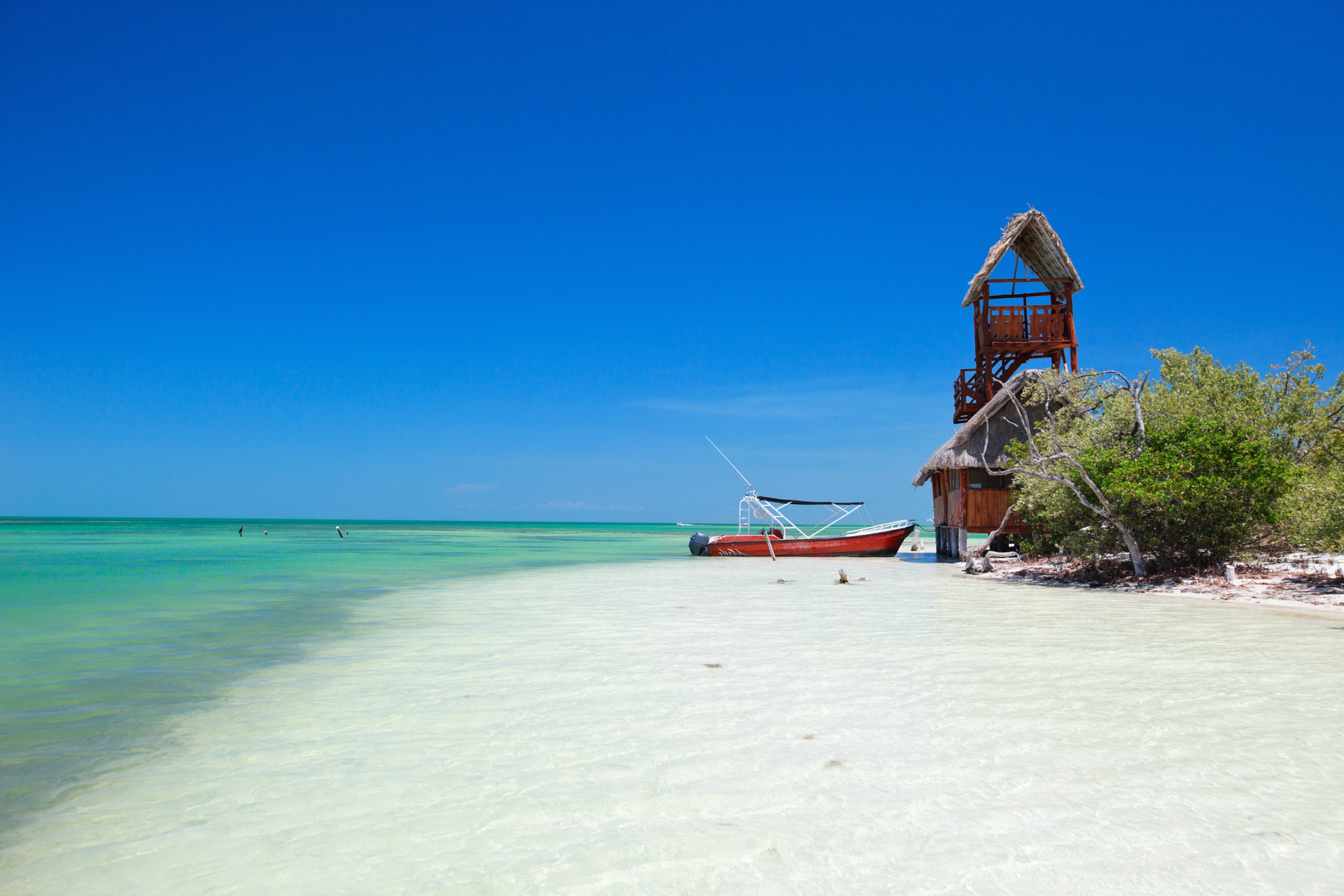tubarão baleia Holbox