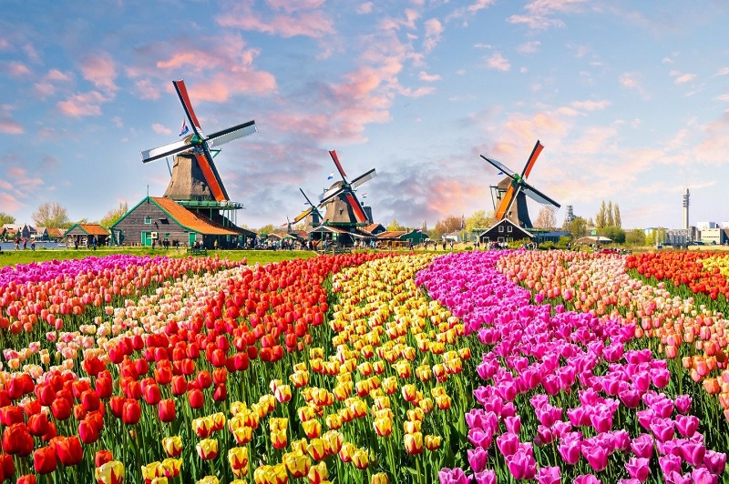 melhor época para ver tulipas em Amsterdã
