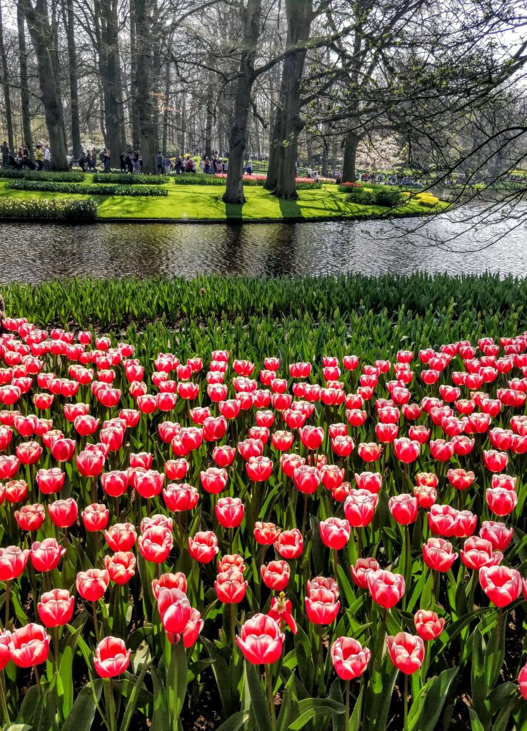 transporte para Keukenhof
