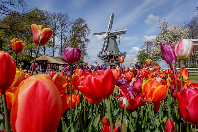 dicas de viagem Amsterdã flores