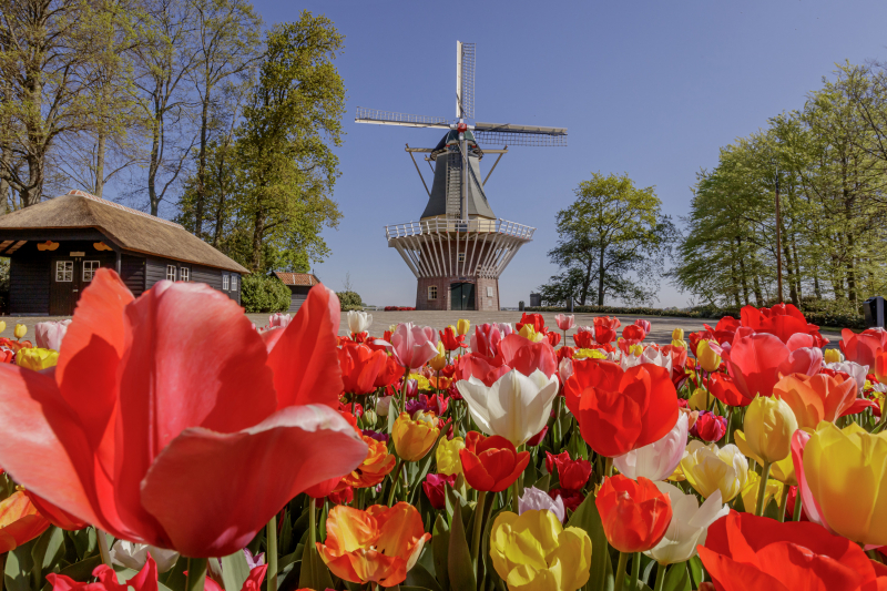 o que fazer em Amsterdã na primavera