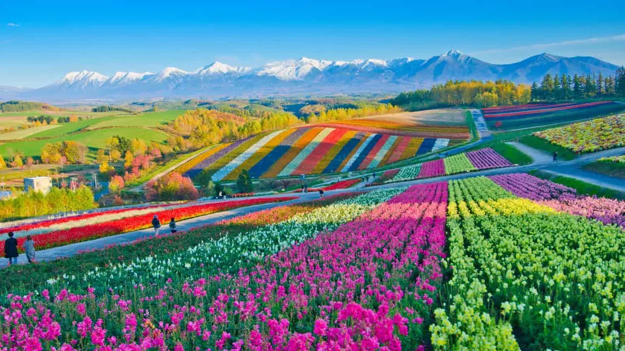 Campos de flores Holambra