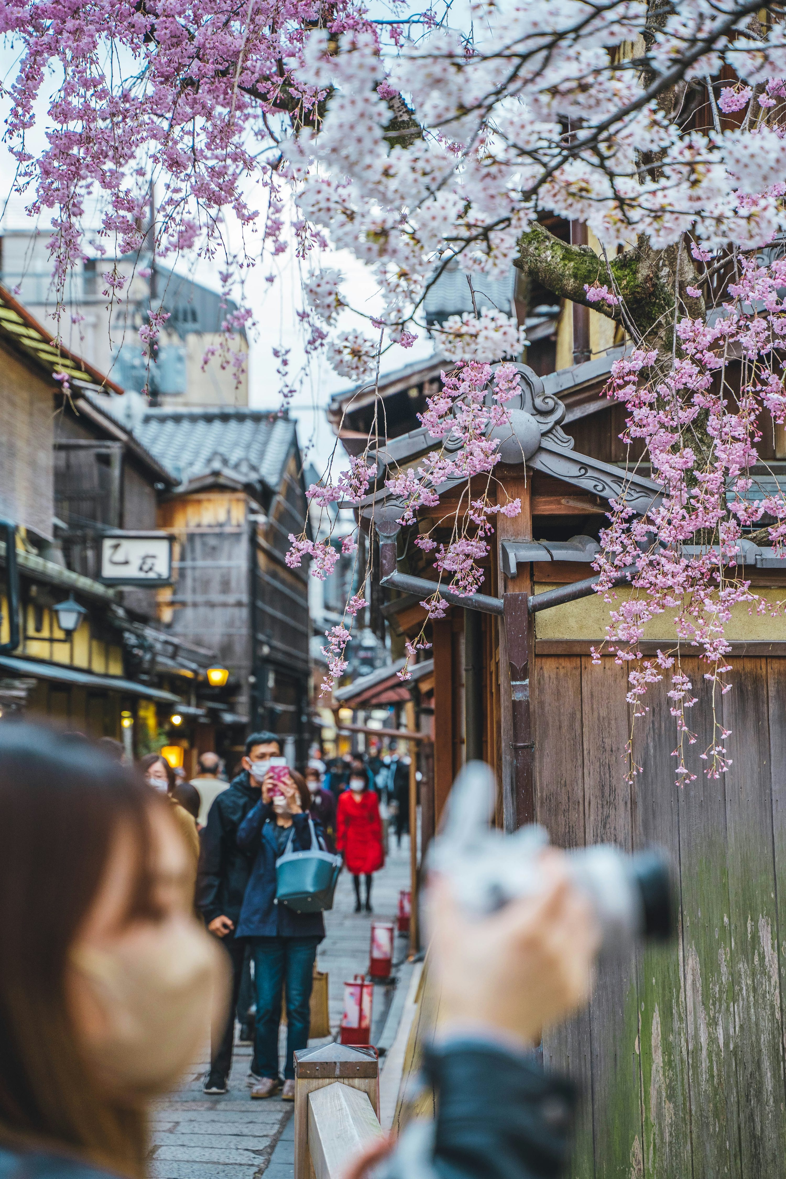 folhas de outono Kyoto