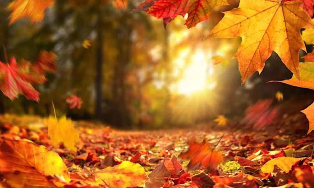 foliage outono EUA