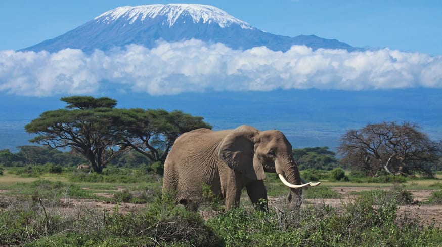 safári na África Oriental