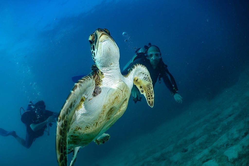 operadoras de turismo Abrolhos