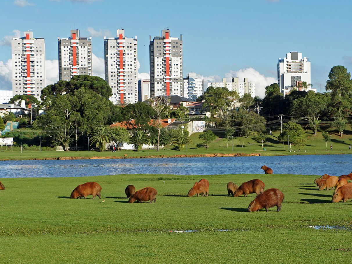 o que fazer em Curitiba