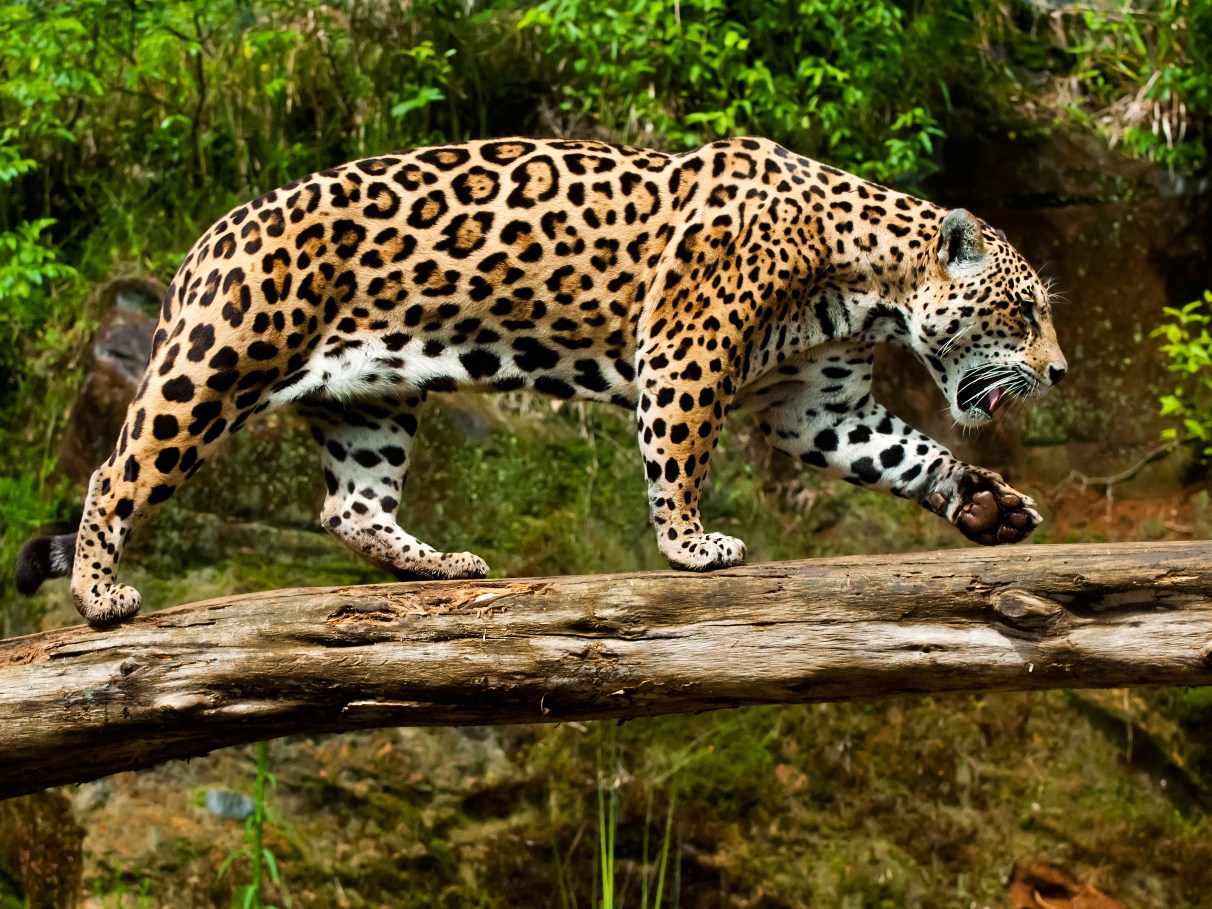 ingressos gramado zoo preço
