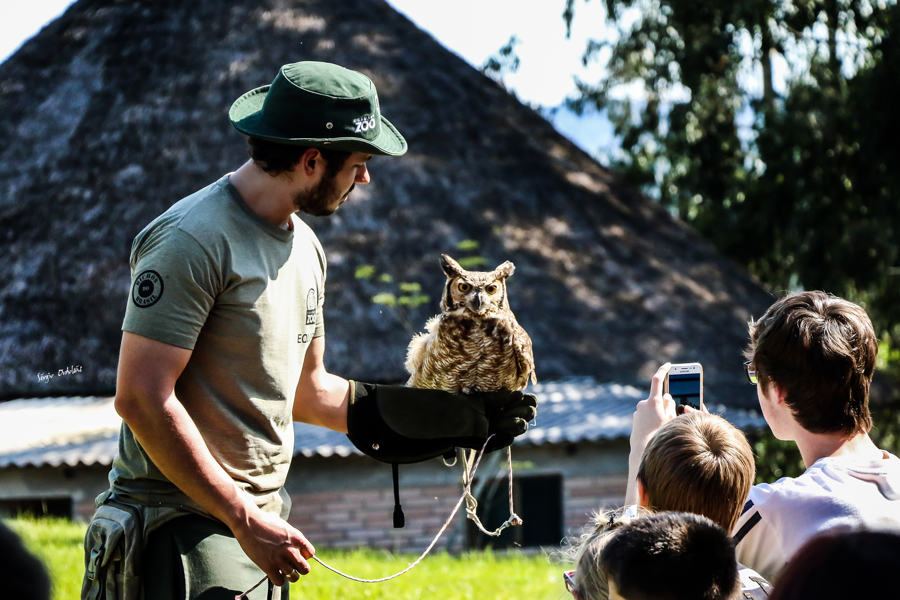 animais do gramado zoo