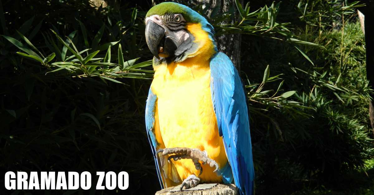 gramado zoo com crianças