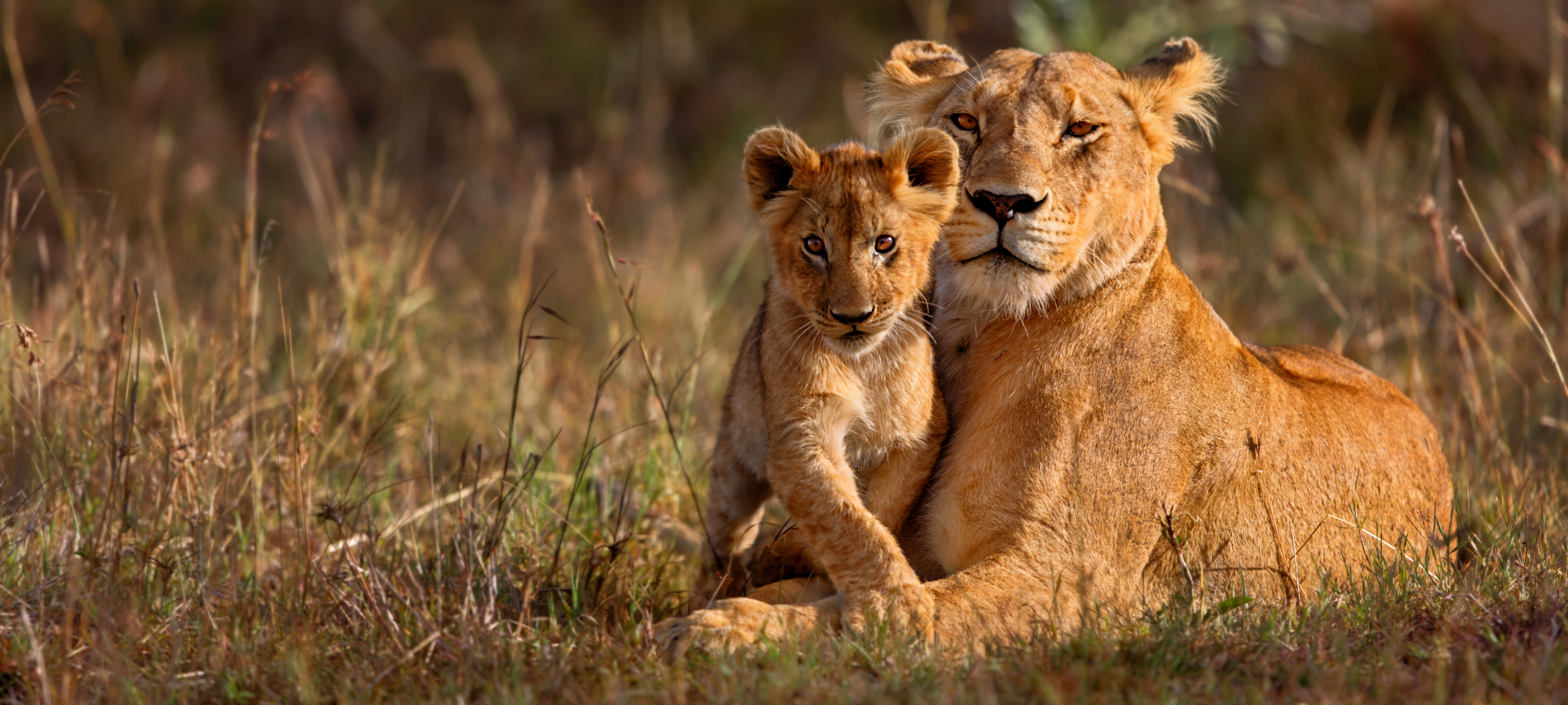 vida selvagem Savannah EUA