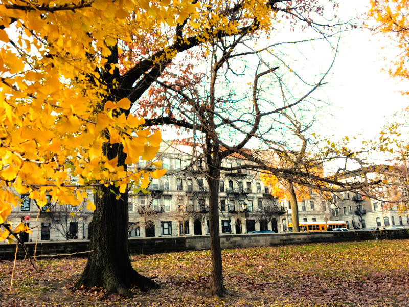 prospect park atrações